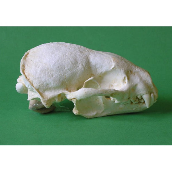 Honey Badger Skull Replica - dinosaursrocksuperstore
