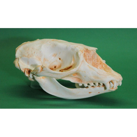 Hooded Seal Skull Replica - dinosaursrocksuperstore