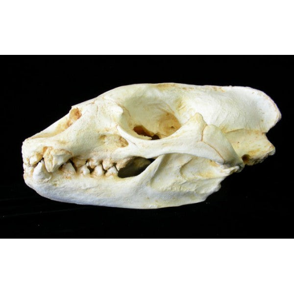 Mediterranean Monk Seal Skull Replica - dinosaursrocksuperstore
