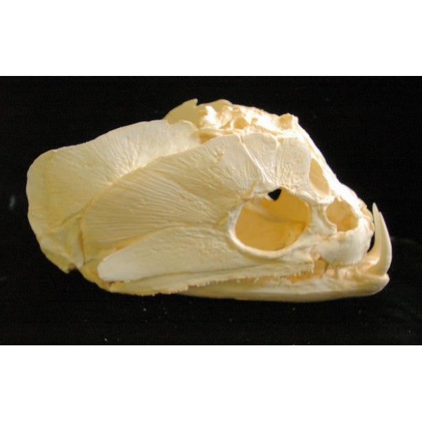 Payara Wolf Fish Skull Replica - dinosaursrocksuperstore