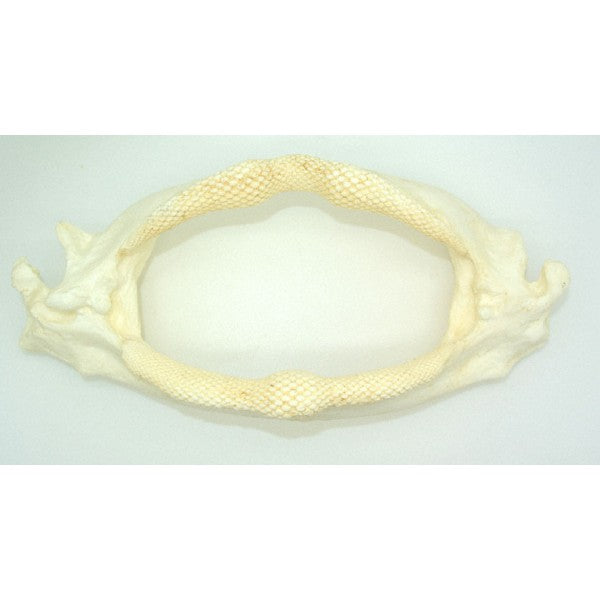 Atlantic Guitarfish Ray Jaw Replica - dinosaursrocksuperstore