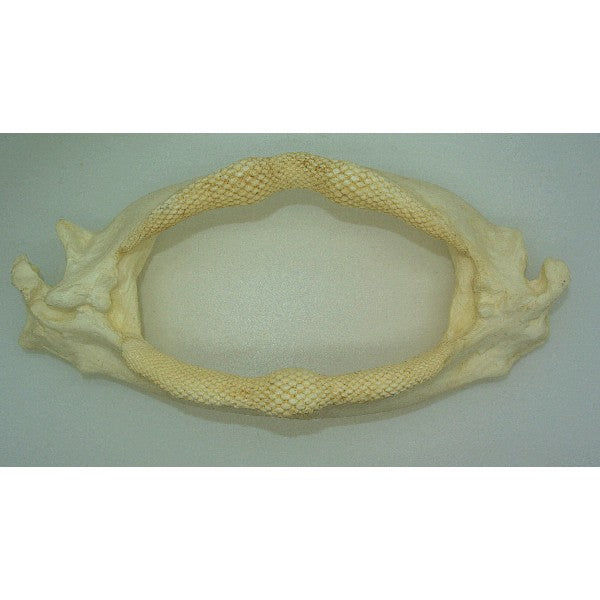 Atlantic Guitarfish Ray Jaw Replica - dinosaursrocksuperstore