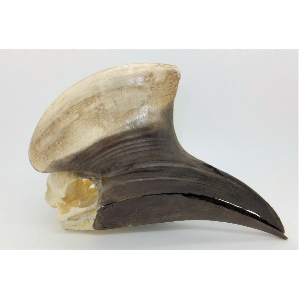 Yellow-Casqued Hornbill Skull (Male) - dinosaursrocksuperstore