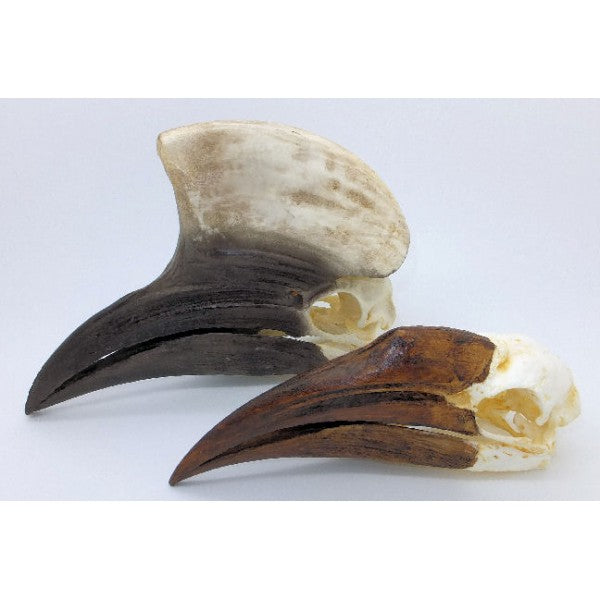 Yellow-Casqued Hornbill Skull (Male) - dinosaursrocksuperstore