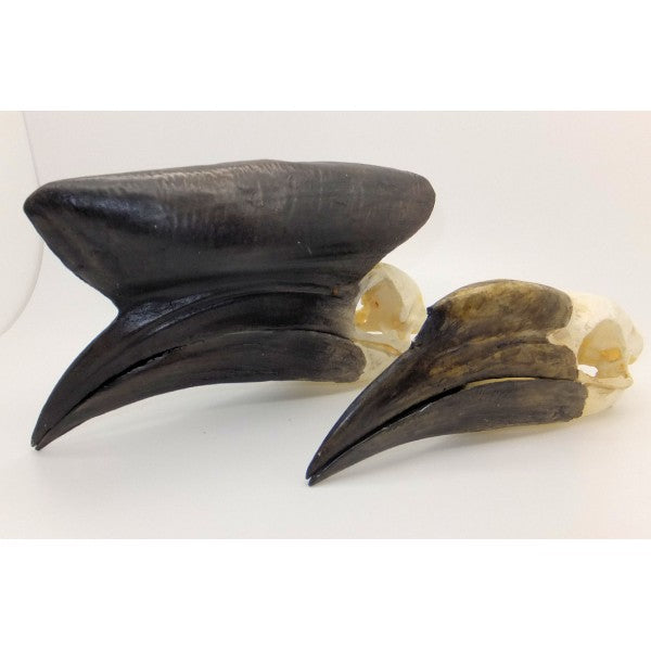 Black-casqued Hornbill Skull (Female) - dinosaursrocksuperstore