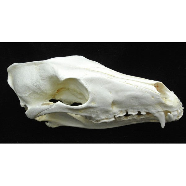 Red Wolf Skull Replica - dinosaursrocksuperstore