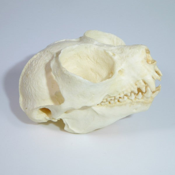 Pygmy Slow Loris Skull - dinosaursrocksuperstore