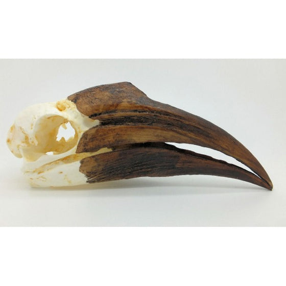 Yellow-Casqued Hornbill Skull (Female) - dinosaursrocksuperstore