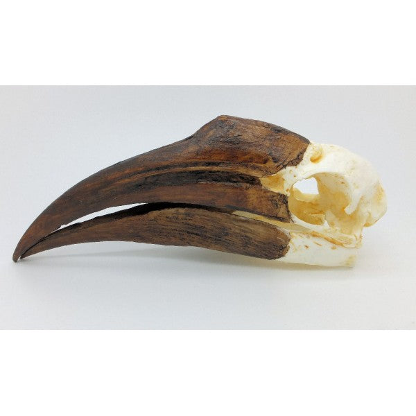 Yellow-Casqued Hornbill Skull (Female) - dinosaursrocksuperstore