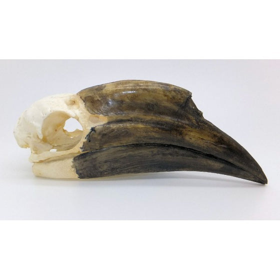 Black-casqued Hornbill Skull (Female) - dinosaursrocksuperstore