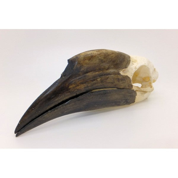Black-casqued Hornbill Skull (Female) - dinosaursrocksuperstore
