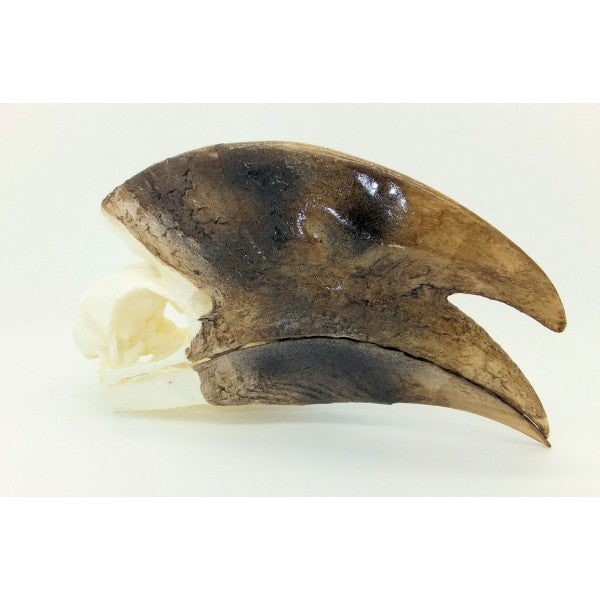 White-thighed Hornbill Skull (Male) - dinosaursrocksuperstore