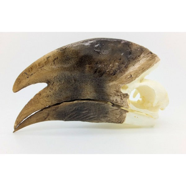 White-thighed Hornbill Skull (Male) - dinosaursrocksuperstore