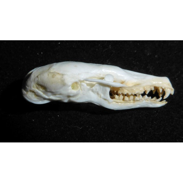 Eastern Mole Skull Replica - dinosaursrocksuperstore