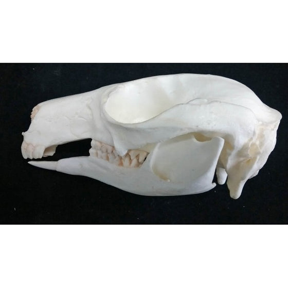 Black Forest Wallaby Skull - dinosaursrocksuperstore