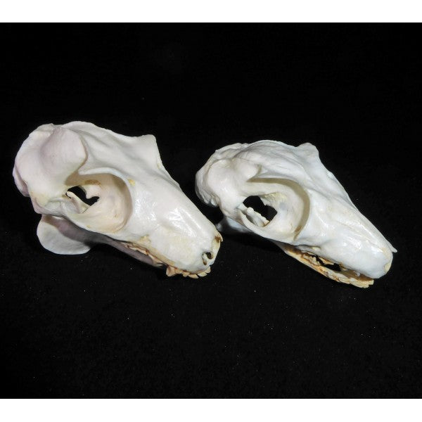 Malayan Flying Lemur Skull Replica - dinosaursrocksuperstore