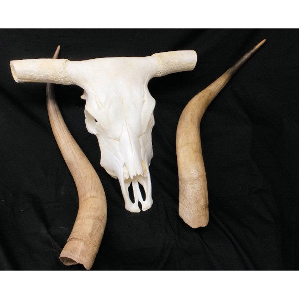 Longhorn Skull with Horns - dinosaursrocksuperstore
