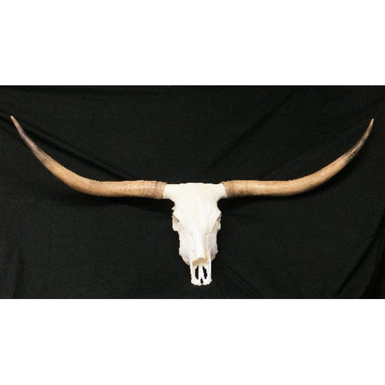 Longhorn Skull with Horns - dinosaursrocksuperstore