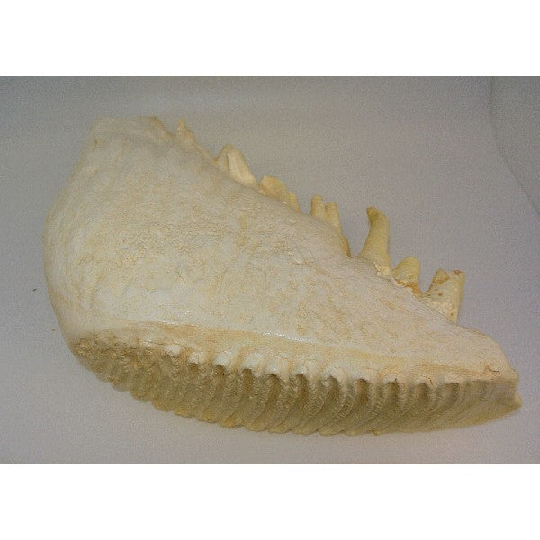 Asian Elephant Tooth - dinosaursrocksuperstore