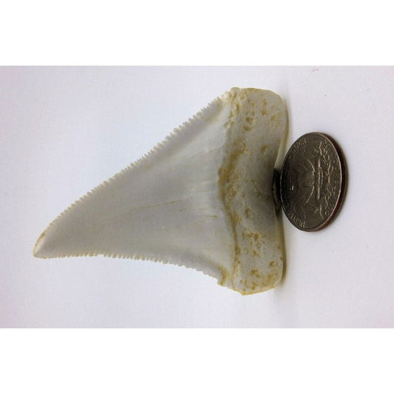 Great White Shark Tooth Replica - dinosaursrocksuperstore