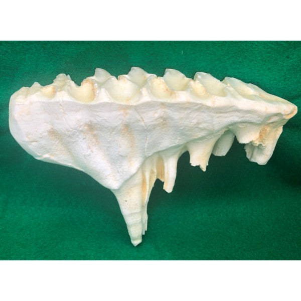 African Juvenile Elephant Tooth - dinosaursrocksuperstore