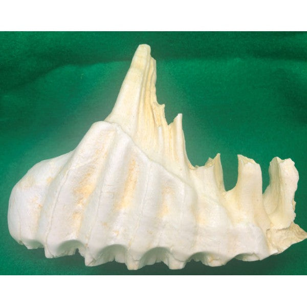 African Juvenile Elephant Tooth - dinosaursrocksuperstore
