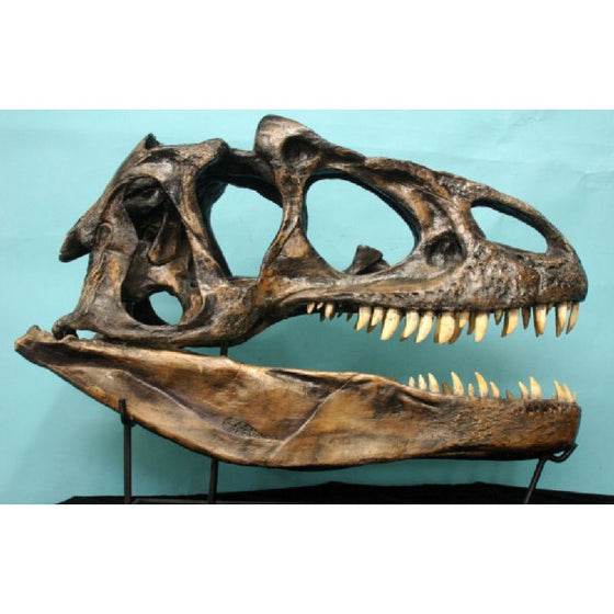 Allosaurus Skull - Actual Size Replica - dinosaursrocksuperstore