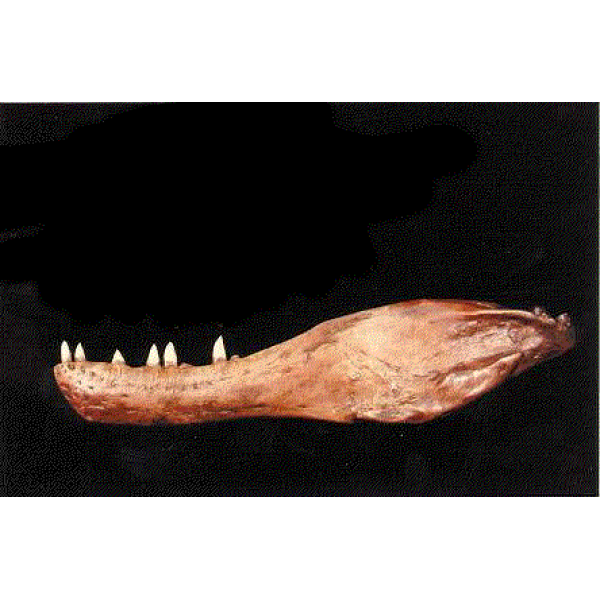 Albertosaur Lower Jaw Replica - 29x12in - dinosaursrocksuperstore