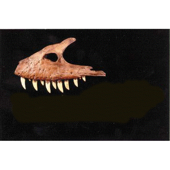 Albertosaur Maxilla Replica - dinosaursrocksuperstore