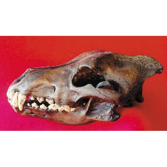 Dire Wolf Skull Replica (Tar Finish) - dinosaursrocksuperstore