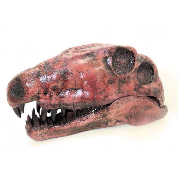 Dimetrodon Skull BYU Replica - dinosaursrocksuperstore