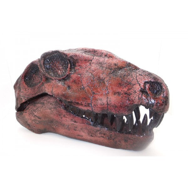 Dimetrodon Skull BYU Replica - dinosaursrocksuperstore