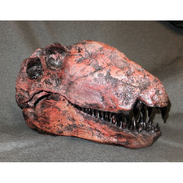 Dimetrodon Skull Replica (Hayashibara) - dinosaursrocksuperstore