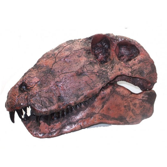 Dimetrodon Skull Replica (Hayashibara) - dinosaursrocksuperstore