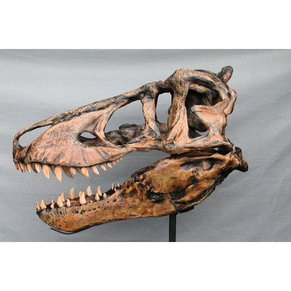 Tyrannosaurus Rex "Harley" Skull Replica - dinosaursrocksuperstore