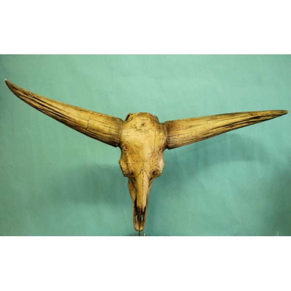 Giant Bison Skull - dinosaursrocksuperstore