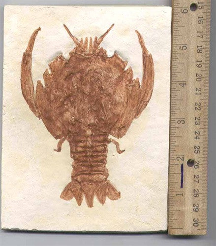 Eryons (Lobster) Replica - dinosaursrocksuperstore