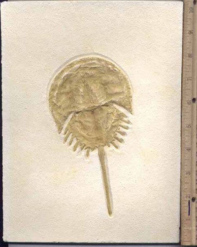 Horseshoe Crab fossil replica wallhanging - dinosaursrocksuperstore