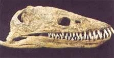 Plesiosaur Skull Fossil Replica - dinosaursrocksuperstore