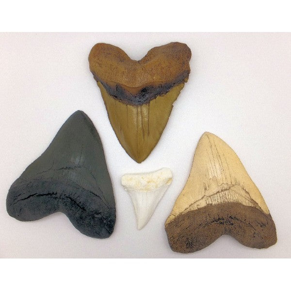 Great White Shark Tooth Replica - dinosaursrocksuperstore