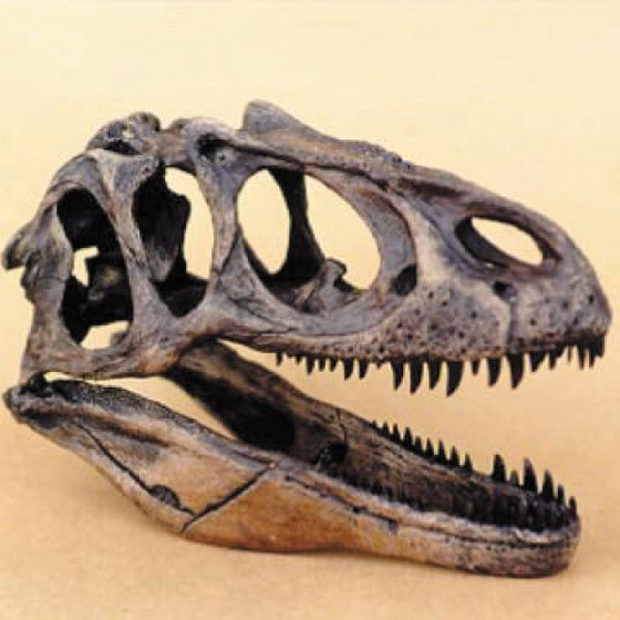 Allosaurus Skull 1/4 Scale Model - dinosaursrocksuperstore