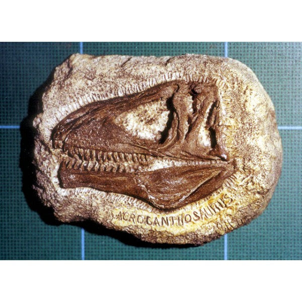 Acrocanthosaurus Skull Plaque (Model) - dinosaursrocksuperstore