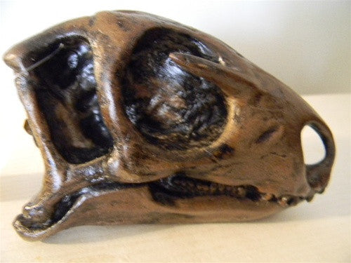Nanosaurus (Hypsolophodon) skull model - dinosaursrocksuperstore