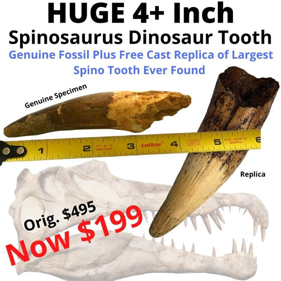 Giant Genuine Spinosaurus Tooth (4+ inches) Get FREE Replica of Largest Spine Tooth Ever Found!