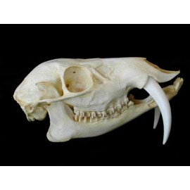 Chinese Water Deer Skull (Male) - dinosaursrocksuperstore