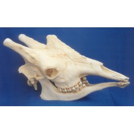 Giraffe Skull - dinosaursrocksuperstore