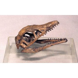 Archaeopteryx Skull Replica (Actual Size) - dinosaursrocksuperstore