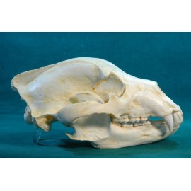 Alaska Brown bear Skull - dinosaursrocksuperstore