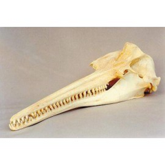Amazon River Dolphin Skull Replica | DINOSAURS ROCK SUPERSTORE