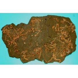 Anomodontian Accumulated Many Skeleton Plaque Replica - dinosaursrocksuperstore